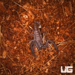 Thailand Flat Rock Scorpions For Sale - Underground Reptiles