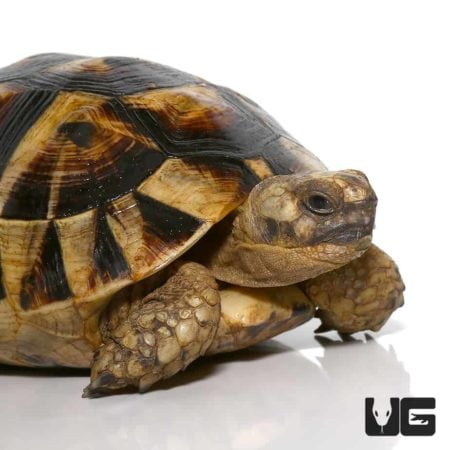 Tunisian Greek Tortoises (Testudo graeca) For Sale - Underground Reptiles