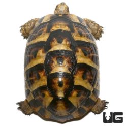 Tunisian Greek Tortoise For Sale - Underground Reptiles