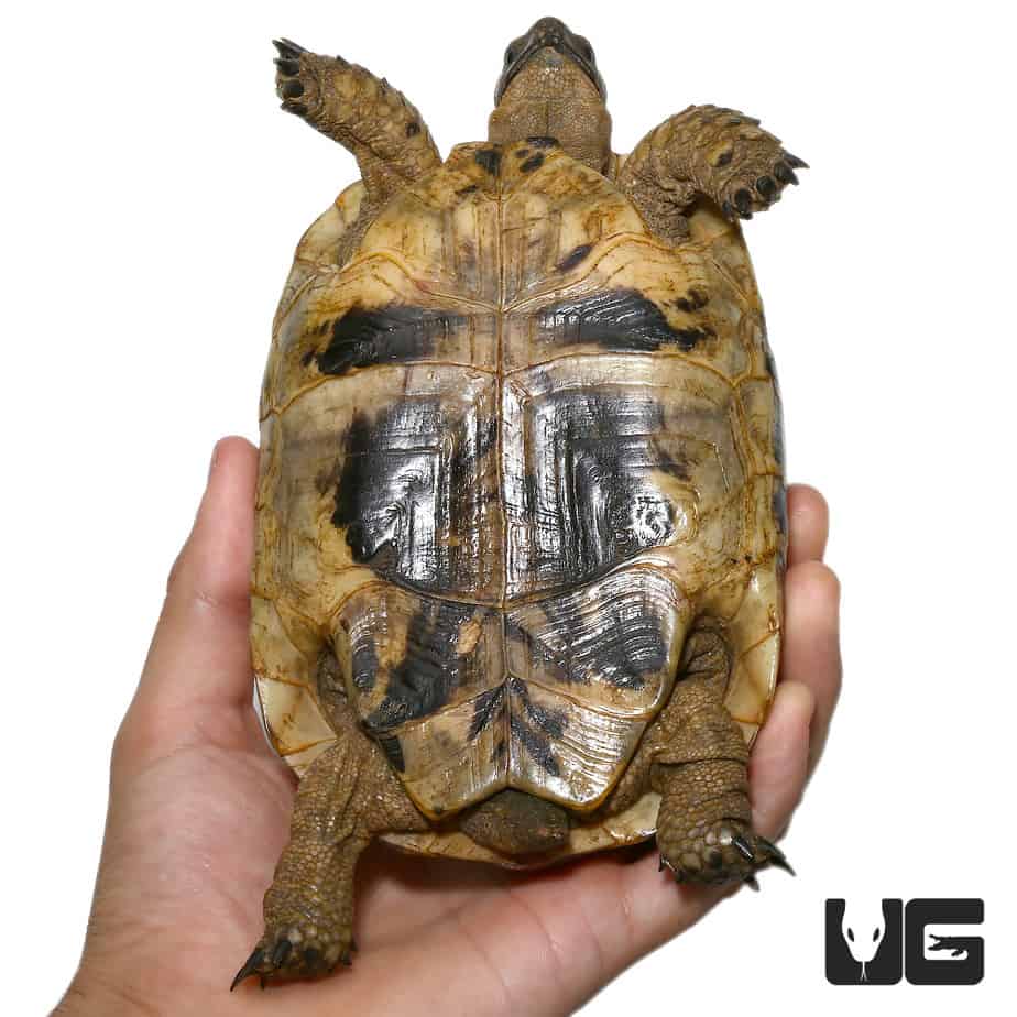 Tunisian Greek Tortoises (Testudo graeca) For Sale - Underground Reptiles