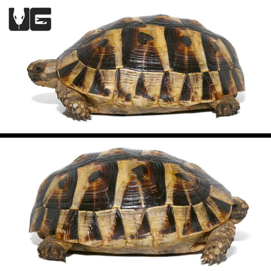 Tunisian Greek Tortoises (Testudo graeca) For Sale - Underground Reptiles