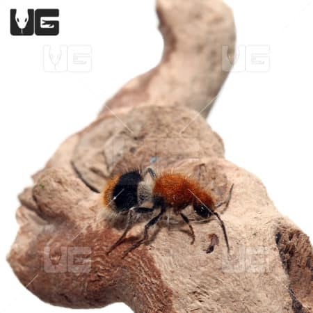 Velvet Ant (Sphaeropthela Marpesia) For Sale - Underground Reptiles