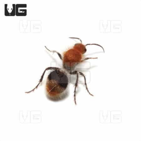 Velvet Ant (Sphaeropthela Marpesia) For Sale - Underground Reptiles