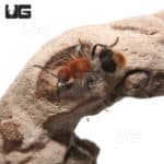 Velvet Ant (Sphaeropthela Marpesia) For Sale - Underground Reptiles