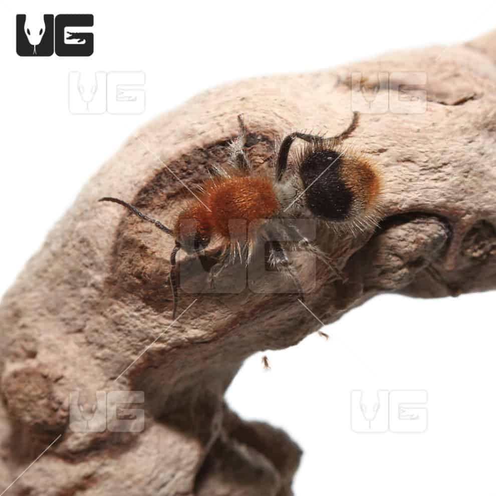 Nocturnal Velvet Ant Underground Reptiles