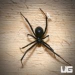 Western Black Widow Spider For Sale - Underground Reptiles