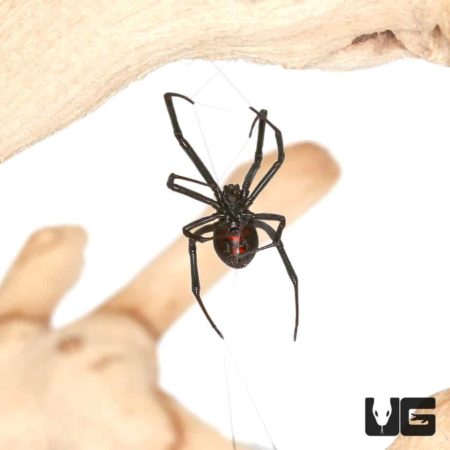 Western Black Widow Spider For Sale - Underground Reptiles