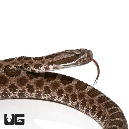 Western Massasauga Rattlesnake for sale - Underground Reptiles