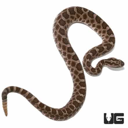 Baby Western Massasauga Rattlesnake for sale - Underground Reptiles