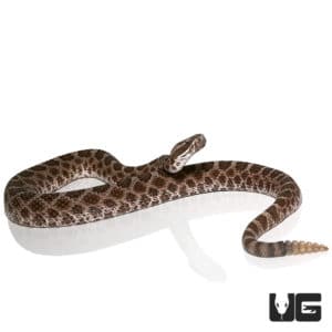 Baby Western Massasauga Rattlesnake for sale - Underground Reptiles