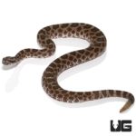 Western Massasauga Rattlesnake for sale - Underground Reptiles