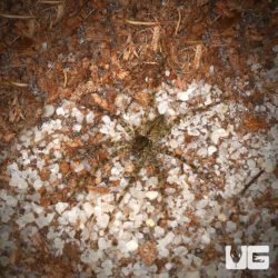 White Banded Fishing Spider For Sale - Underground Reptiles