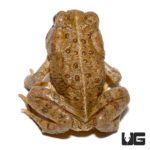 Woodhouse’s Toad For Sale - Underground Reptiles