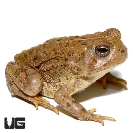 Woodhouse’s Toad For Sale - Underground Reptiles
