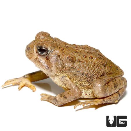 Woodhouse’s Toad For Sale - Underground Reptiles