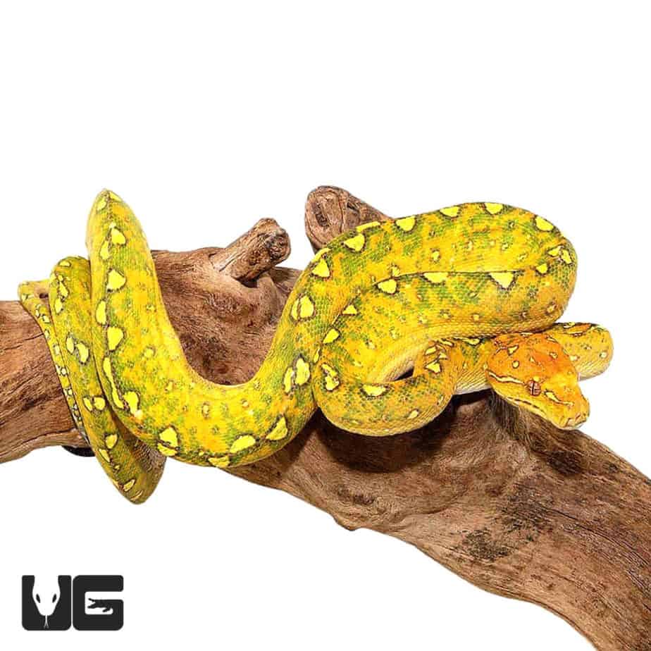 Green Tree Pythons For Sale - Underground Reptiles