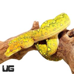Yearling Biak Green Tree Python For Sale - Underground Reptiles