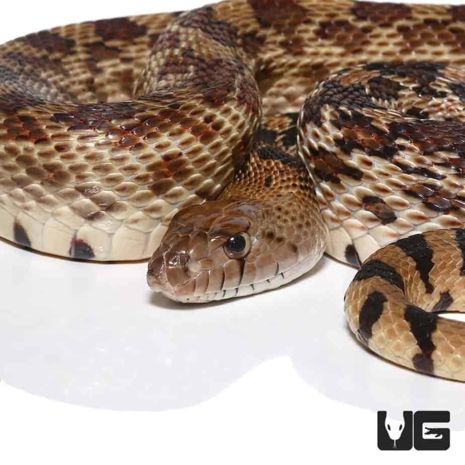 Gopher Snakes (Pituophis catenifer catenifer) For Sale Underground