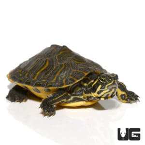 Peninsula Cooter Turtles For Sale - Underground Reptiles