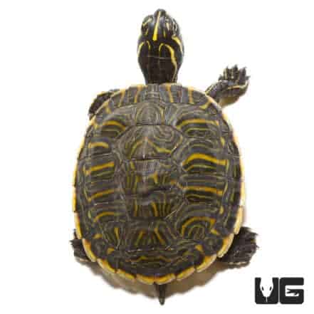 Peninsula Cooter Turtles For Sale - Underground Reptiles