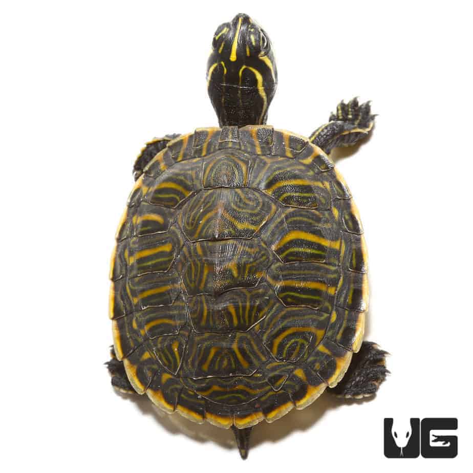 Peninsula Cooter Turtles For Sale - Underground Reptiles