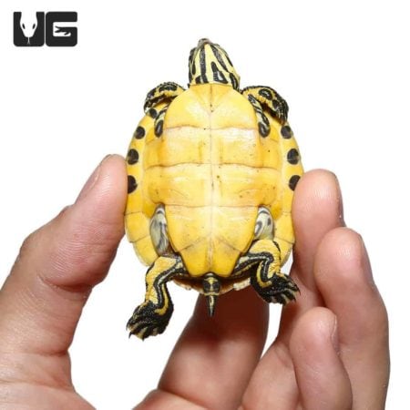 Peninsula Cooter turtle, juvenile, held in hand, showcasing yellow and black patterned shell.