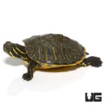 Yearling Peninsula Cooter Turtles For Sale - Underground Reptiles