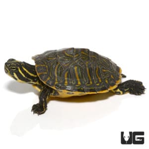 Peninsula Cooter Turtles For Sale - Underground Reptiles