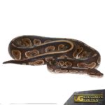 Adult Cinnamon Ball Python For Sale - Underground Reptiles