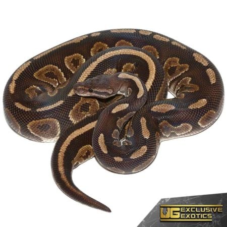 Adult Cinnamon Ball Python For Sale - Underground Reptiles