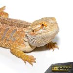 Adult Hypo Inferno Blue Bar Bearded Dragon For Sale - Underground Reptiles