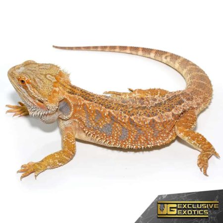 Adult Hypo Inferno Blue Bar Bearded Dragon For Sale - Underground Reptiles