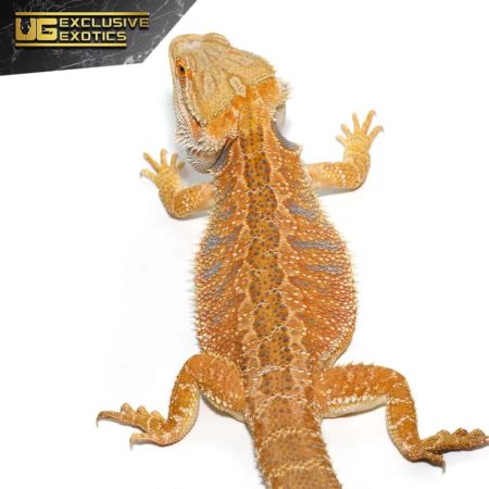Adult Hypo Inferno Blue Bar Bearded Dragon For Sale - Underground Reptiles