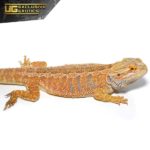 Adult Hypo Inferno Blue Bar Bearded Dragon For Sale - Underground Reptiles