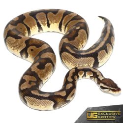 Adult Pastel Het Desert Ghost Ball Python For Sale - Underground Reptiles