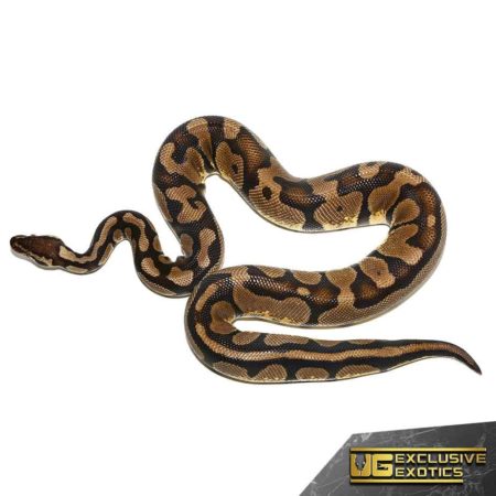 Adult Pastel Het Desert Ghost Ball Python For Sale - Underground Reptiles