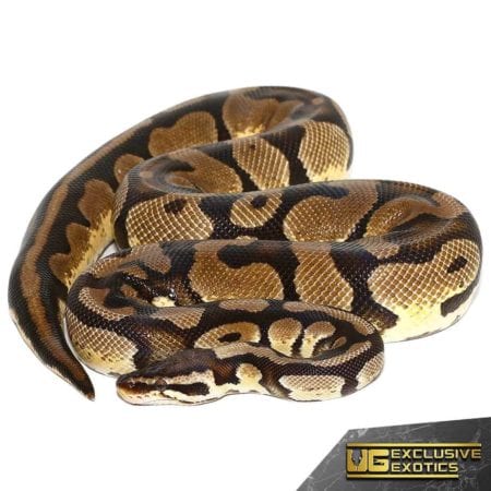 Adult Pastel Het Desert Ghost Ball Python For Sale - Underground Reptiles