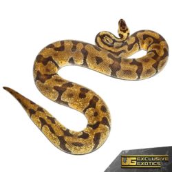 Adult Pastel Super Enchi Ball Python For Sale - Underground Reptiles