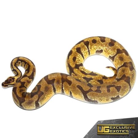 Adult Pastel Super Enchi Ball Python For Sale - Underground Reptiles