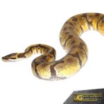 Adult Pastel Super Enchi Ball Python For Sale - Underground Reptiles