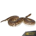 Adult Pewter Ball Python For Sale - Underground Reptiles