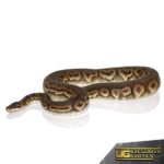 Adult Pewter Ball Python For Sale - Underground Reptiles