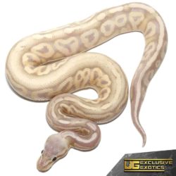 Baby Banana Sterling Ball Pythons For Sale - Underground Reptiles
