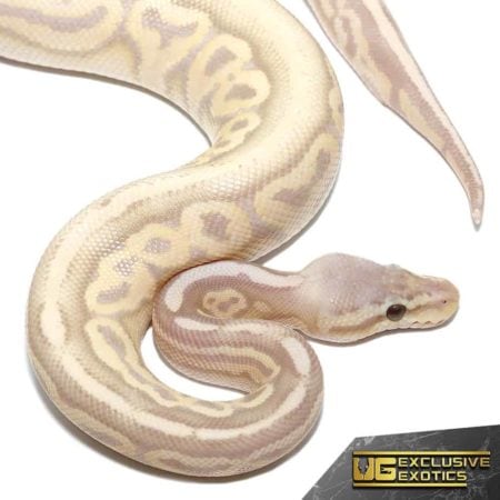 Baby Banana Sterling Ball Pythons For Sale - Underground Reptiles
