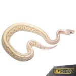 Baby Banana Sterling Ball Pythons For Sale - Underground Reptiles