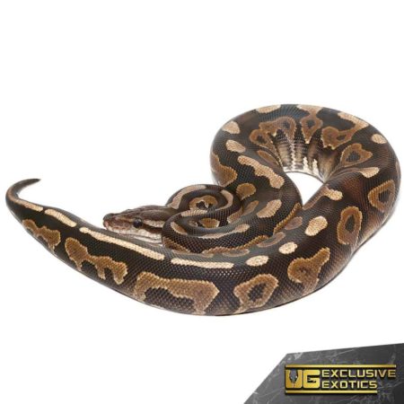 Baby Cinnamon Yellowbelly Ball Pythons For Sale - Underground Reptiles