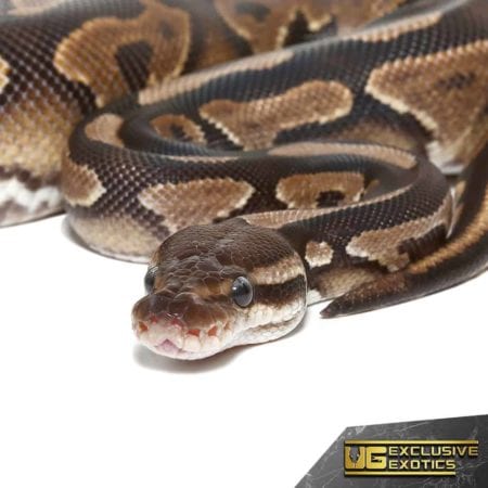 Baby Cinnamon Yellowbelly Ball Python, a stunning reptile with vibrant colors and unique pattern. Pe.
