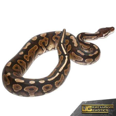 Baby Cinnamon Yellowbelly Ball Pythons For Sale - Underground Reptiles
