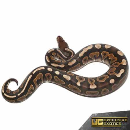 Baby Cinnamon Yellowbelly Ball Pythons For Sale - Underground Reptiles
