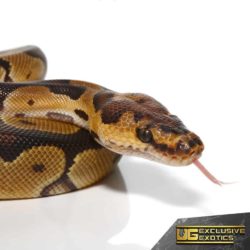 Baby Clown Ball Pythons For Sale - Underground Reptiles